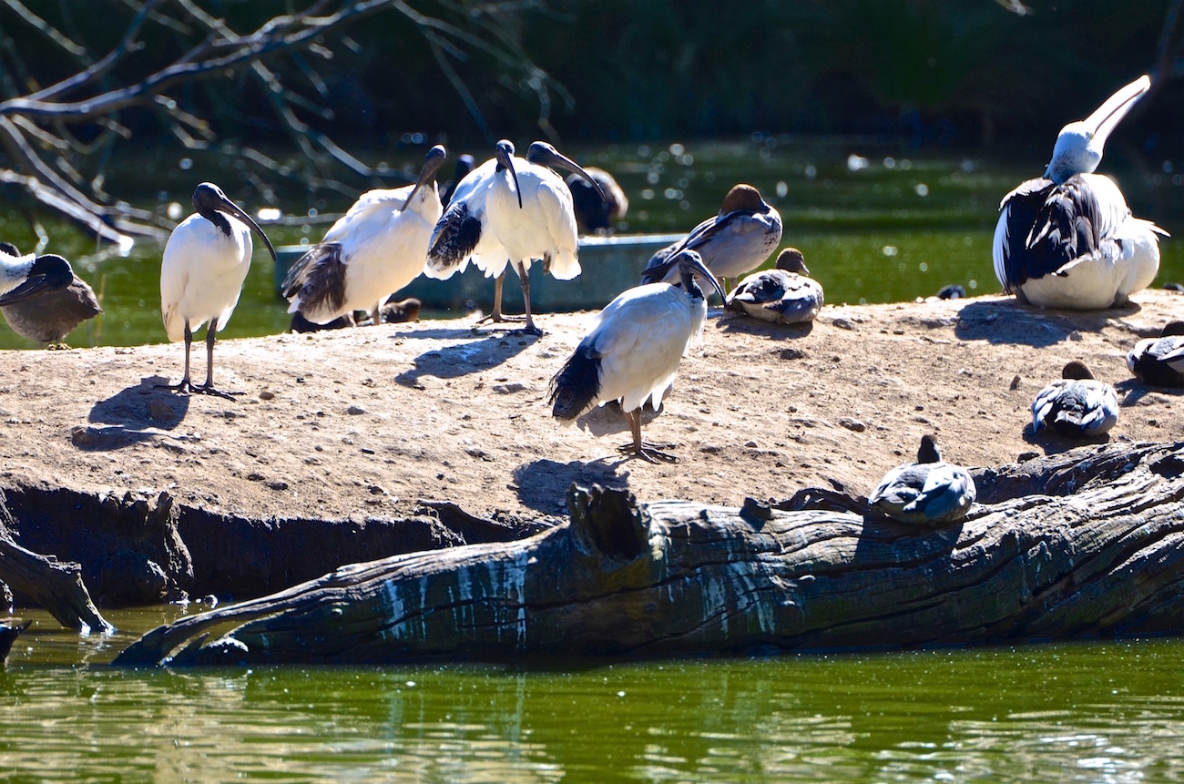 Cleland Wildlife Park, Adelaide, South Australia, a 360 Degree Virtual ...