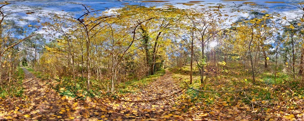 Autumn In Long Gully