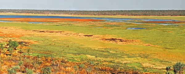 Flood Plain Waterlilies